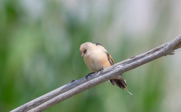 A large number of Bearded Reedlings (Panurus biarmicus) are found in the wetlands of Lake Er&ccedil;ek in Van.