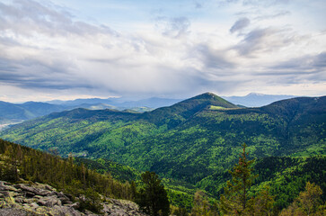 Obraz premium Beautiful mountain peak in clouds with evergreen fir trees foreground. Mount Khomiak peak with pine forest in Carpathian mountains Ukraine. 
