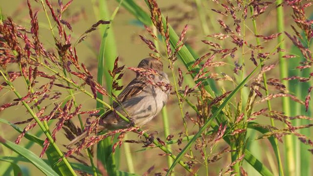 House sparrow female (Passer domesticus) feeding on Johnson grass seeds