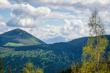 Obraz premium Beautiful mountain peak in clouds with evergreen fir trees foreground. Mount Khomiak peak with pine forest in Carpathian mountains Ukraine