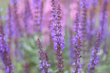 Obraz premium Close up of blooming salvia flowers on a meadow with soft bokeh background, summer season, wild herbal plants and nature beauty concept