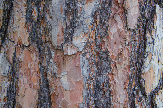 Close up of red pine tree bark texture for background