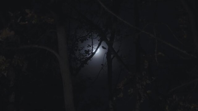 Full moon glowing behind silhouetted tree branches on a dark, mysterious, and spooky night, creating an eerie and mystical atmosphere perfect for a scary halloween or horror concept