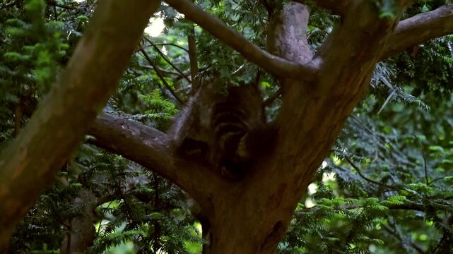 Wild raccoon climbs down tree and searches for food in an urban park. Evening twilight. Natural animal behavior showcasing urban wildlife, adaptation and foraging in  green city environment.