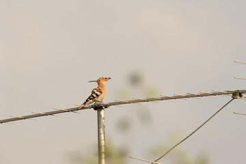 The Eurasian hoopoe or common hoopoe (Upupa epops) bird © Sintija