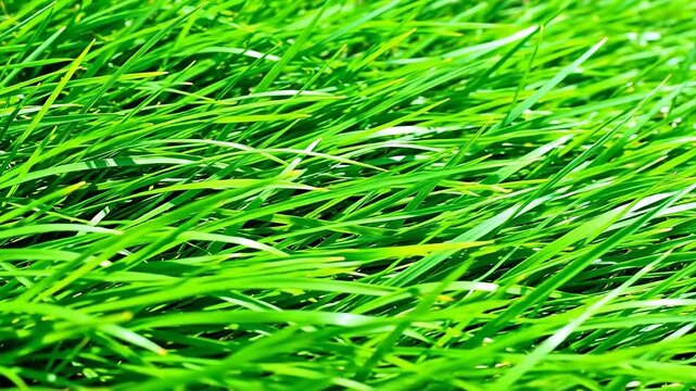 Closeup of vibrant green grass blades