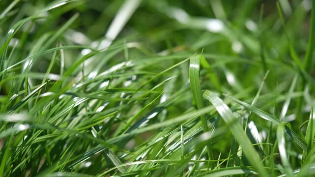 Close-up of vibrant fresh green grass growing densely in a sunny meadow for livestock feed
