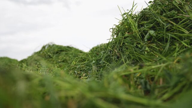 Pile of freshly cut green grass harvested and gathered in the field for livestock forage and silage
