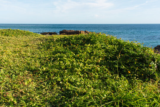 Coastal vegetation at Paciencia Beach