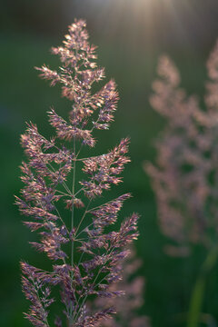 Wild meadow grass glowing in evening sunlight, soft summer nature background with copy space