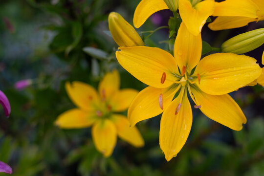 Yellow lily flower with water droplets in summer garden, vibrant floral close up
