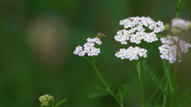 Macro shot of a hoverfly gathering pollen on blooming white yarrow flowers in a dark green summer meadow