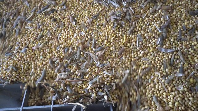 Soybeans and pods pouring into a metal hopper at an elevator facility