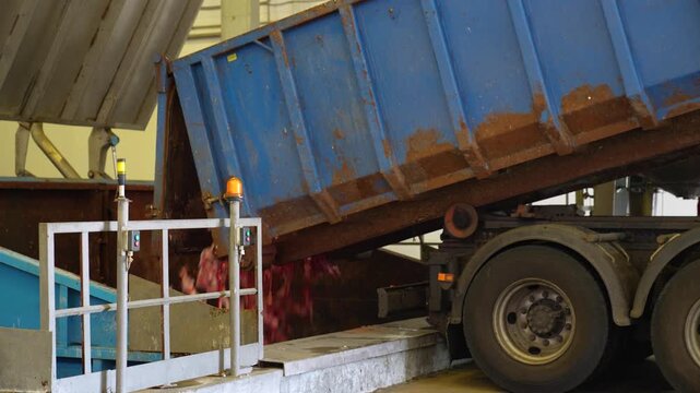 Dump truck unloading meat waste into an industrial collection bunker