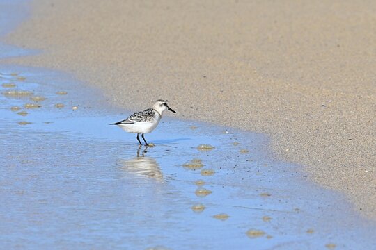 Snowy Plover , Calidris alba , on a sandy beach