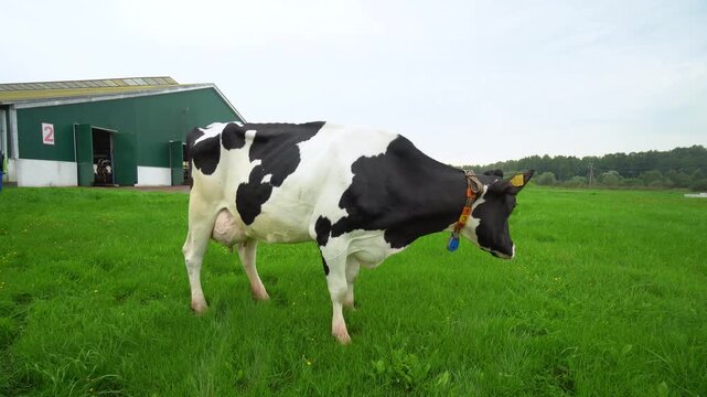 Side view of a black and white Holstein cow with an ear tag grazing in a field