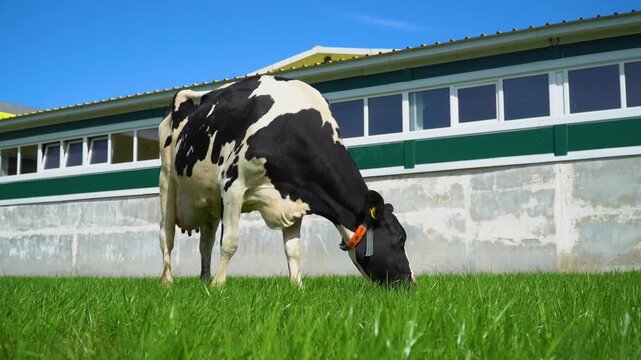 Side profile of a grazing Holstein cow with a farm building in the background
