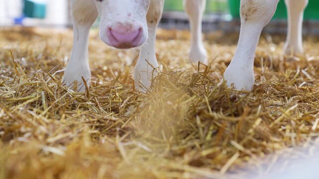 Close-up of a Holstein cow's legs and hooves standing on straw bedding