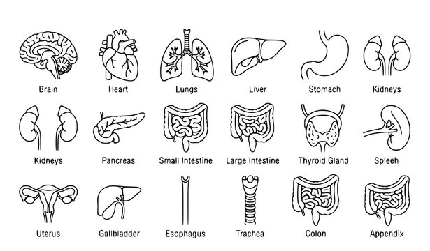 Medical Human Organ Anatomy Outline Vector Pictogram Collection
