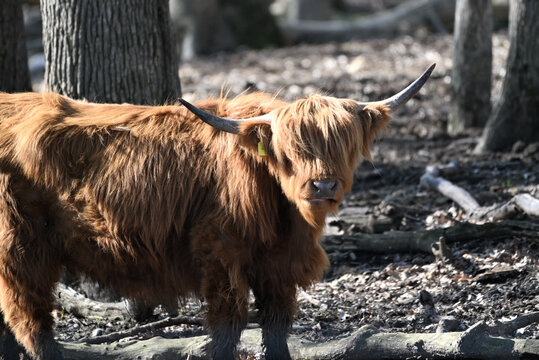 Highland Cow or Bull