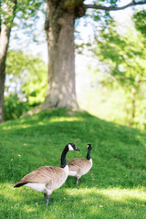 Fototapeta premium Canada geese on green lawn under large tree in summer