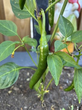 Fresh Green Chili Pepper Growing on Plant in Garden Setting