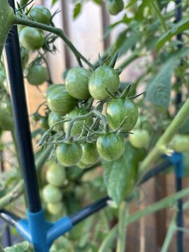 Ripening Green Cherry Tomatoes Growing on a Vine in a Garden
