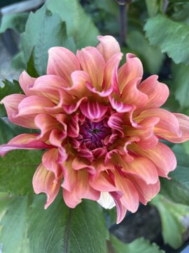 Vibrant Dahlia Flower Blooming in Garden with Petal Details
