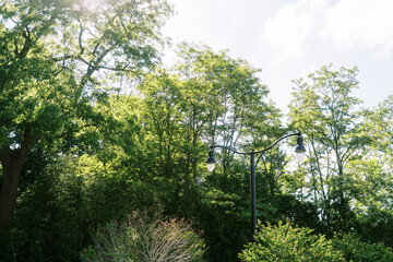 Fototapeta premium Sunlit trees and street lamp in Paletta Lakefront Park