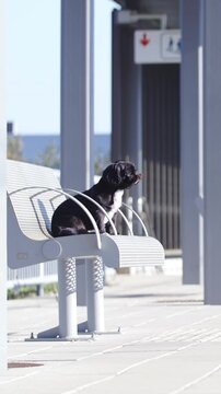 Black puppy wait at train station on bench