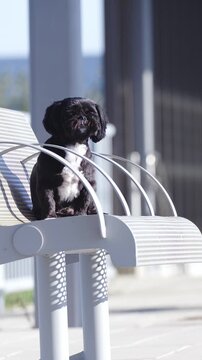 Cute lonesome black dog waiting on bench