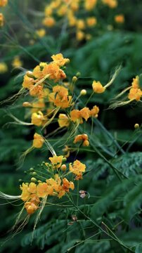 yellow flowers, golden flowers, wildflowers, tropical flowers, flowering plant, blooming flowers, floral cluster, botanical, garden flowers, green foliage, nature, vibrant blooms, delicate petals, lon