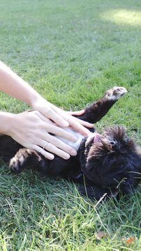 Person playing with dog lying on back in grass