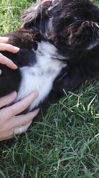 Cuddling cute dog on chest in slow mov