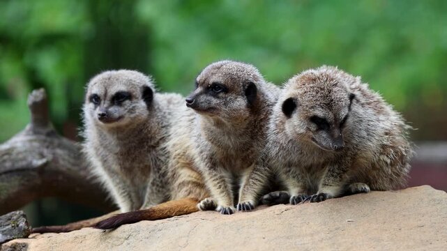 Three meerkats sitting together on a rock in a zoo habitat. Wildlife close up showing group behavior.