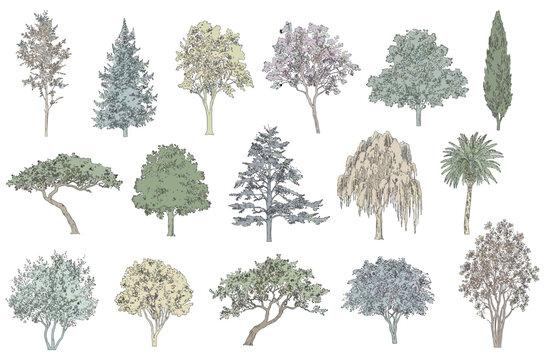 CAD Line Art Architectural Trees Elevation Vector Set for Landscape Design and Site Planning