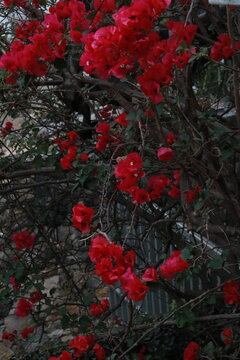 Primavera