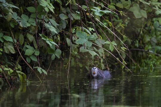 Nutria (Myocastor coypus) in a body of water, Osnabr&uuml;ck, Lower Saxony, Germany