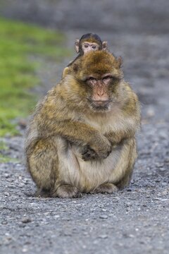 Barbary Macaque (Macaca sylvanus), adult with baby monkey, captive, Rhineland-Palatinate, Germany