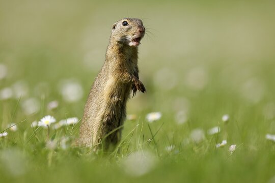 Gopher (Spermophilus citellus) in a flower meadow, wildlife, Burgenland, Austria
