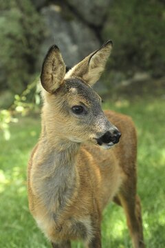 European roe deer (Capreolus capreolus) Portrait of a fawn about 10 weeks old, Lower Austria, Austria