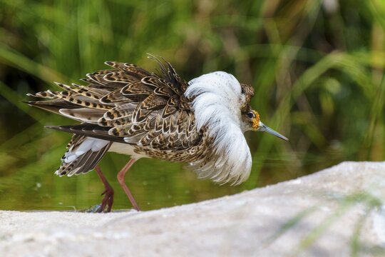 Bird with patterned plumage next to green surroundings, ruff (Calidris pugnax, Syn.: Philomachus pugnax), courtship display, France