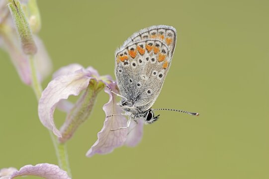 Brown argus (Aricia agestis) on the common levcoje (Matthiola fruticulosa), Provence, southern France