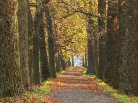 Oak avenue in autumn, Plothen pond area, Thuringia, Germany