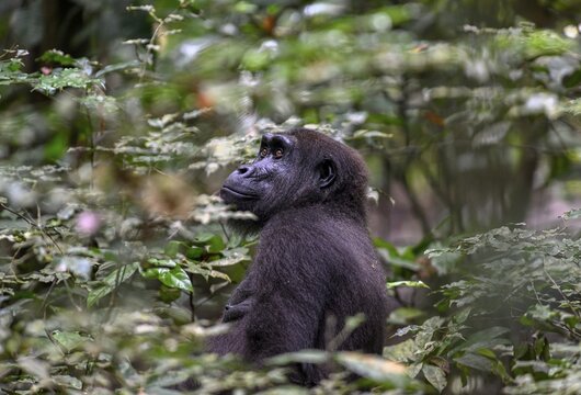 Western lowland gorilla (Gorilla gorilla gorilla), female, Loango National Park, Parc National de Loango, Ogoou&eacute;-Maritime Province, Gabon