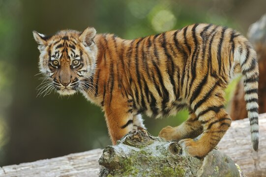 Sumatran tiger (Panthera tigris sumatrae), young, captive, native to Sumatra, Indonesia