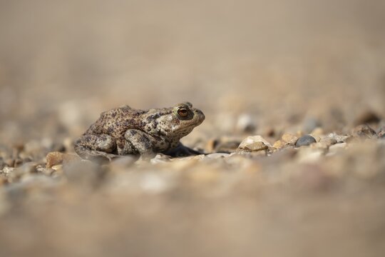 Common toad (Bufo bufo) adult amphibian on a shingle path, England, United Kingdom