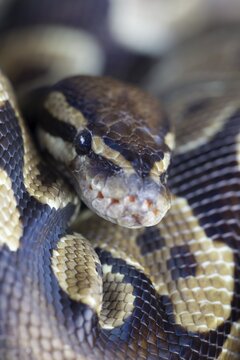 Royal python (Python regius) adult snake head portrait, England, United Kingdom, Captive