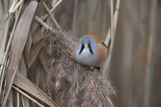 Bearded tit or reedling (Panurus biarmicus) adult male bird on the edge of a reedbed, Norfolk, England, United Kingdom