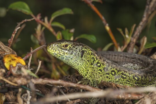A male sand lizard (Lacerta agilis) hides in the undergrowth with its natural camouflage, Baden-W&uuml;rttemberg, Germany